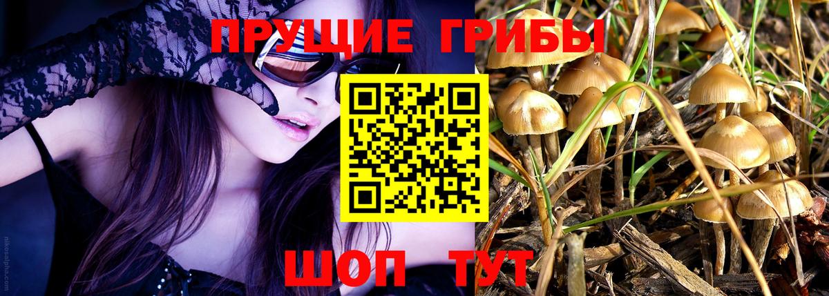 Заринск  Псилоцибиновые грибы Psilocybine cubensis  Вход с VPN 